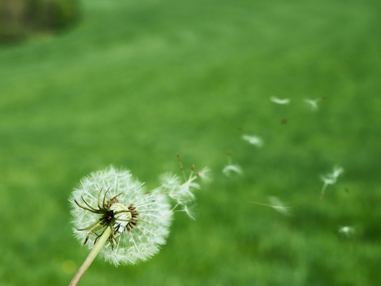 A dandelion with seeds blowing away, with green grass in the background.