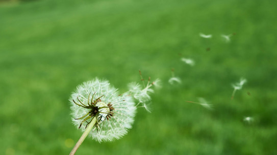 Pusteblüme mit fortwehenden Samen, im Hintergrund grünes Gras.