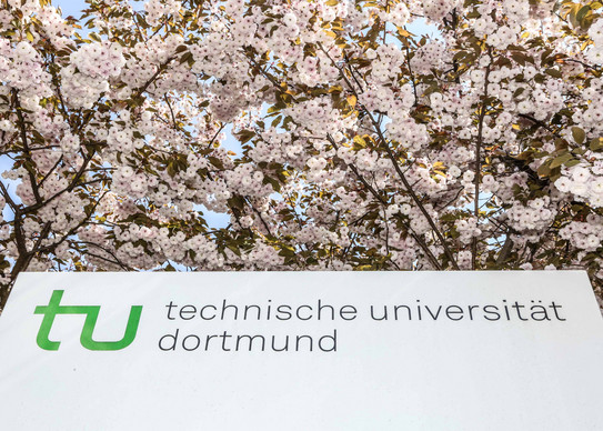 TU im Frühling_05 Eine Informationssäule der TU Dortmund umgeben von blühenden Kirschblüten.